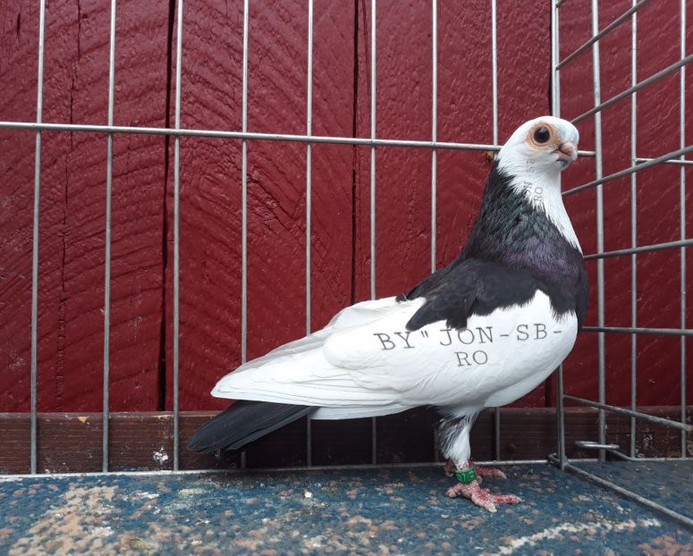 WIENER GANSEL Black - A--PICTURES OF MY PIGEON BREEDS