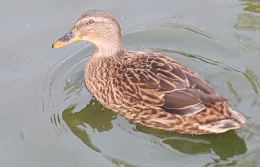  - C-Raţe Sălbatice