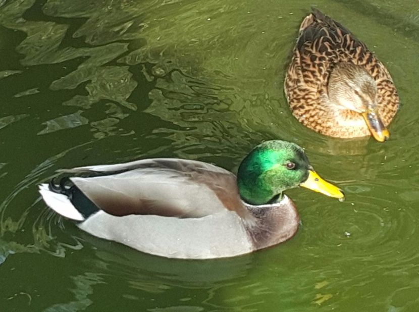  - C-Raţe Sălbatice