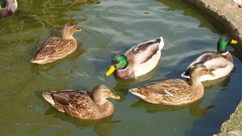  - C-Raţe Sălbatice