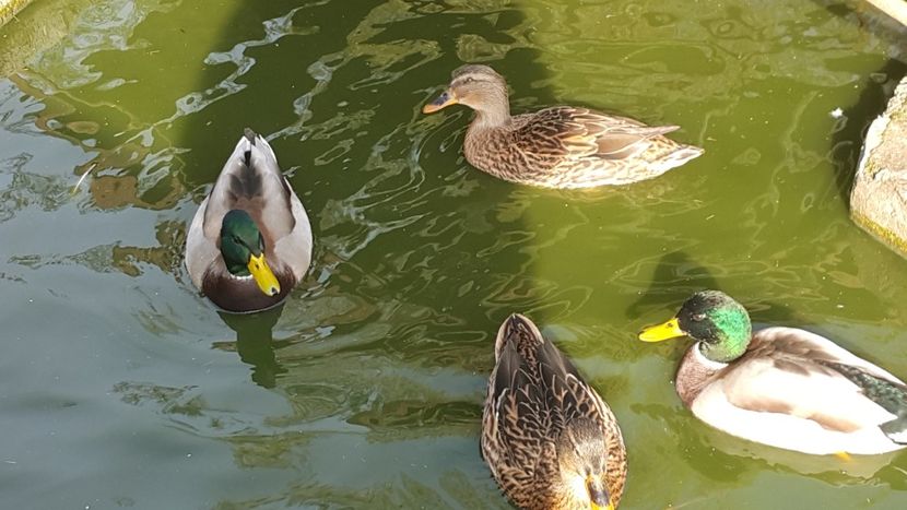  - C-Raţe Sălbatice