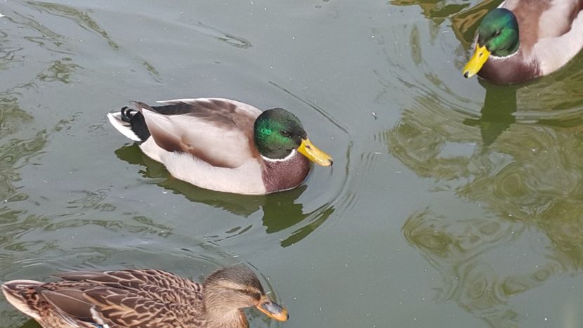  - C-Raţe Sălbatice