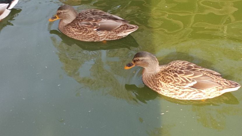  - C-Raţe Sălbatice