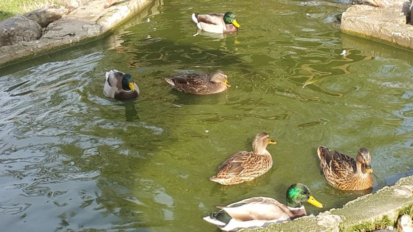  - C-Raţe Sălbatice