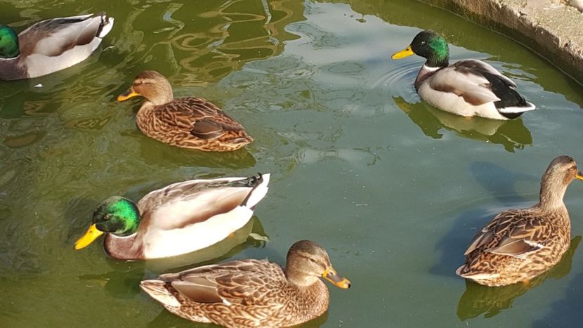  - C-Raţe Sălbatice