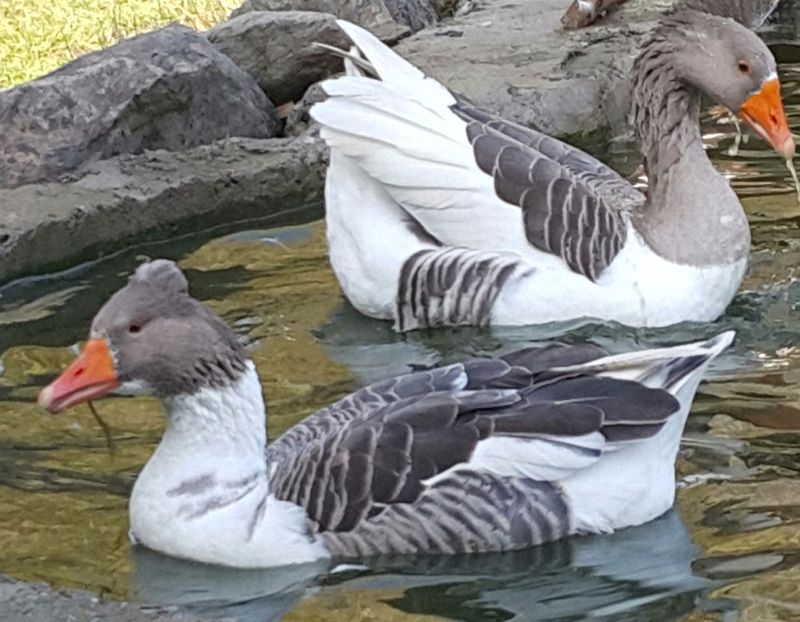  - F-Gâşte Românești