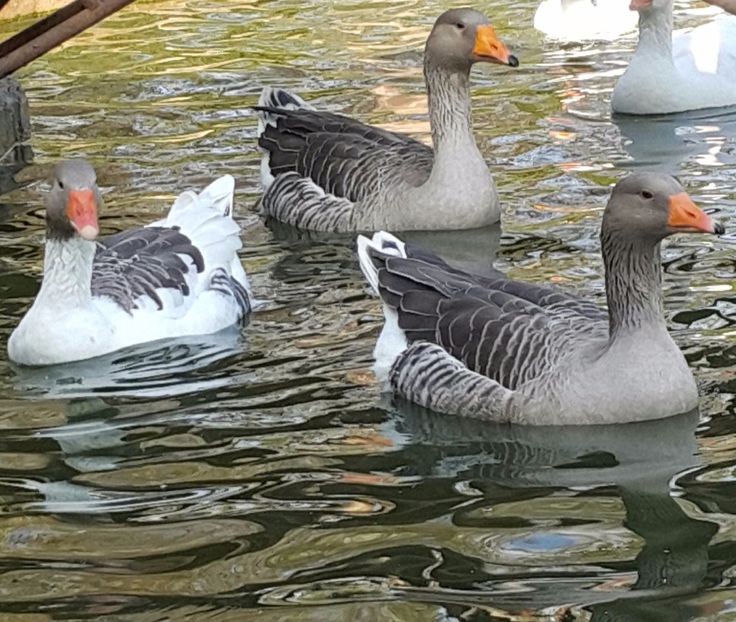  - F-Gâşte Românești