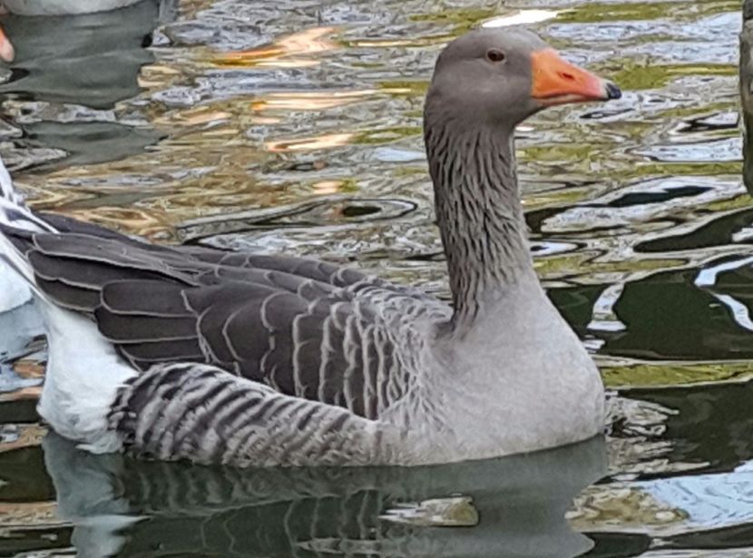 Altă amintire frumoasă - F-Gâşte Românești