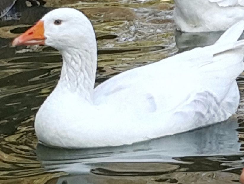 Gâscă 2015 Nr. 1 - F-Gâşte Românești