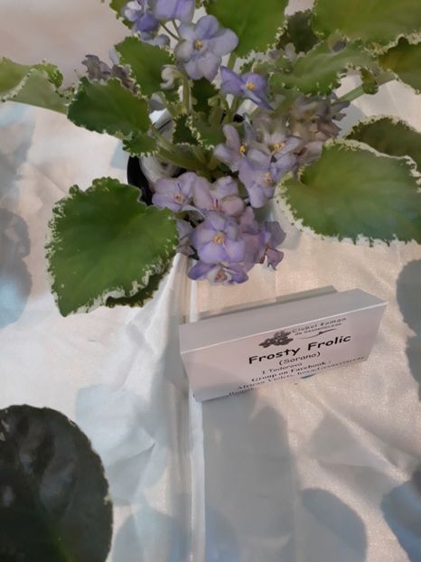 Frunză nu plantă!! - Violete Africane