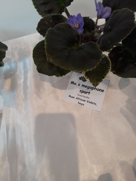 Frunză nu plantă!! - Violete Africane