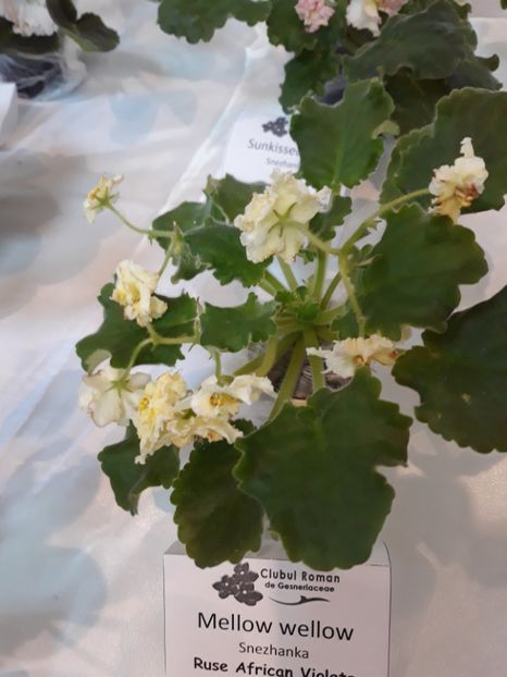 Frunză nu plantă!! - Violete Africane