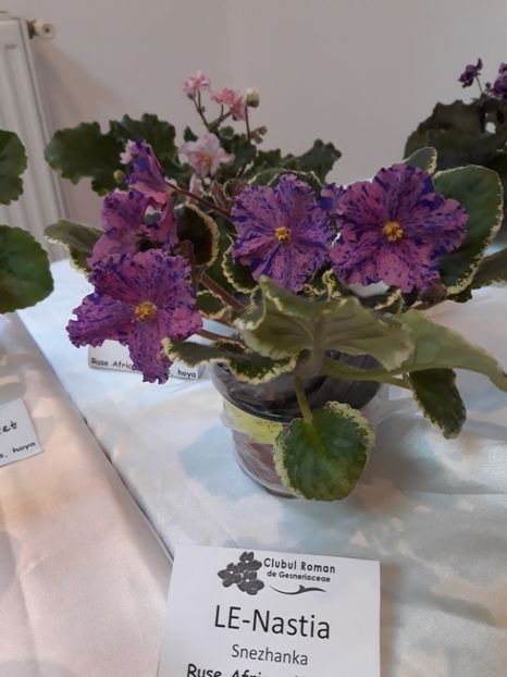 Frunză nu plantă!! - Violete Africane