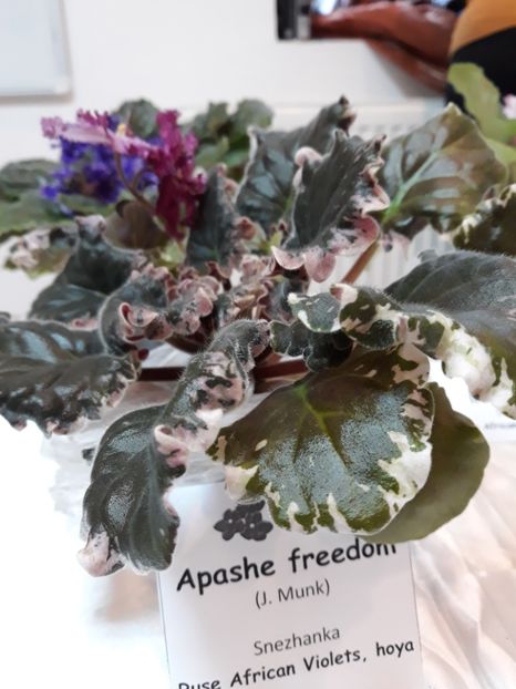 Frunză nu plantă  !! - Violete Africane