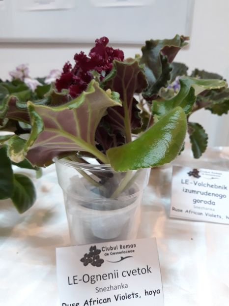 Frunză nu plantă!! - Violete Africane