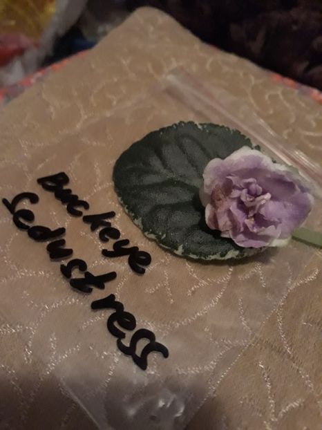 Frunză cumpărată - Violete Africane