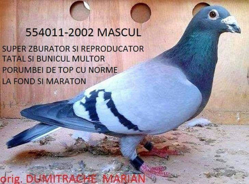 554011-02 M - Dumitrache Marian