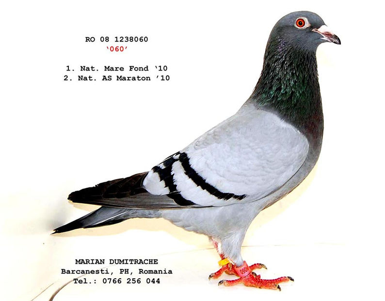 1238060-08 F - Dumitrache Marian