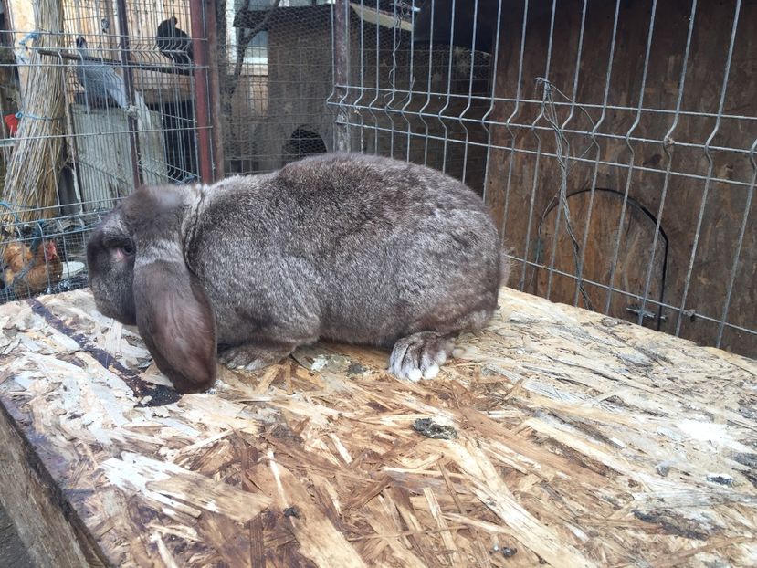 C2592169-61F8-4550-8017-A885DC1C9B80 - mascul 3 berbec chinchila fier pe havana