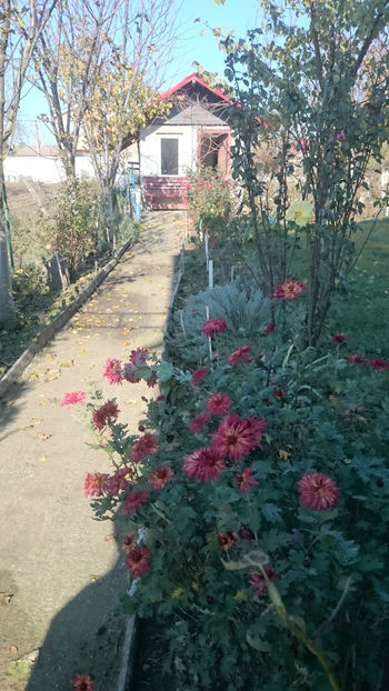  - Gradina si trandafirii 2017- IV