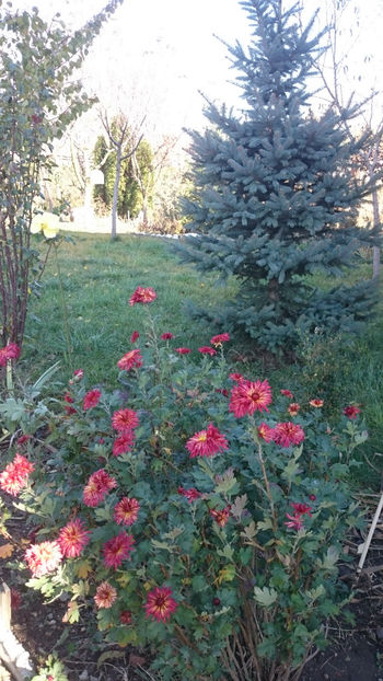  - Gradina si trandafirii 2017- IV