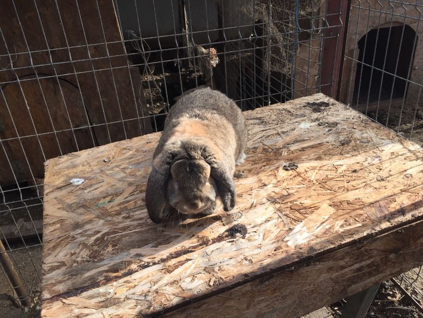 1312C12D-9251-4EBF-B101-1629B86863D0 - mascul 5 berbec aguti