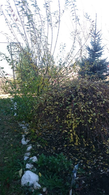  - Gradina si trandafirii 2017- IV