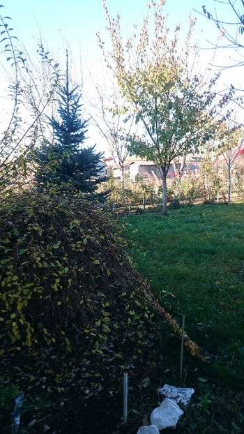  - Gradina si trandafirii 2017- IV