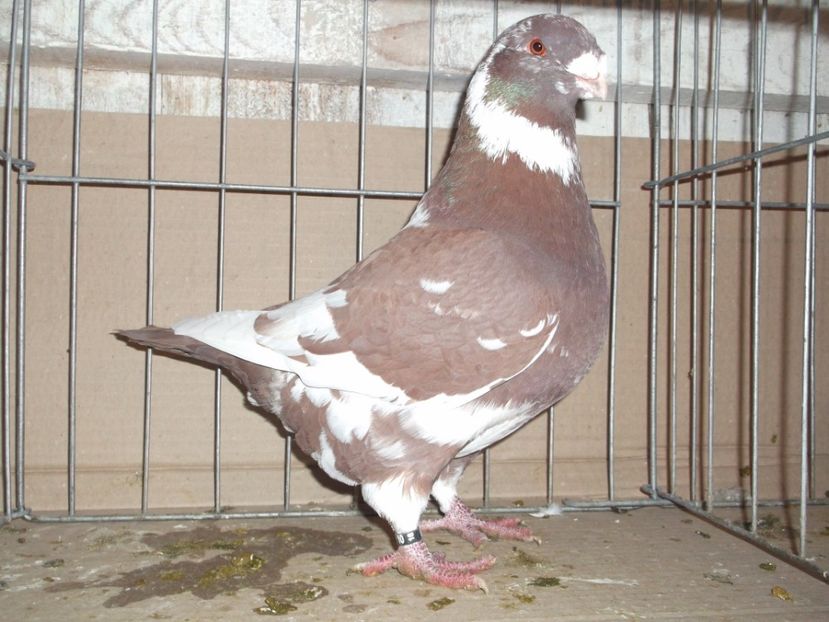 FIU - MASC MATCA 2020