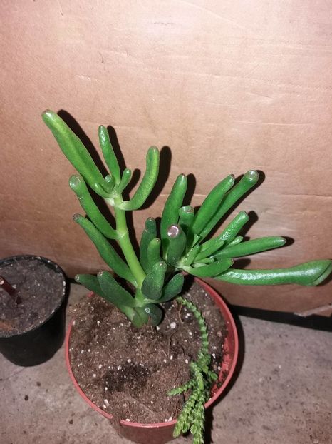01-15ron - 0 disponibil suculente si cactusi