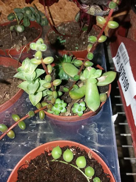 07-15ron - 0 disponibil suculente si cactusi