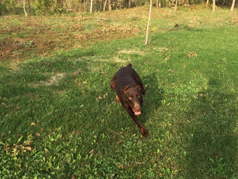 IMG-20171111-WA0014 - Doberman