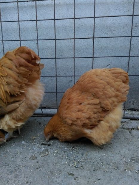  - orpington galben matca pt 2018
