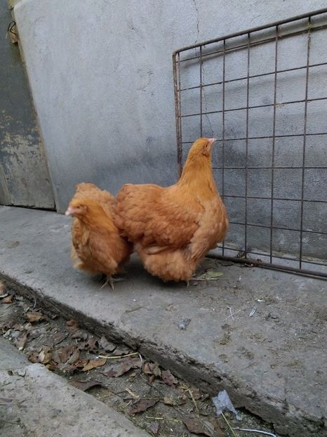  - orpington galben matca pt 2018