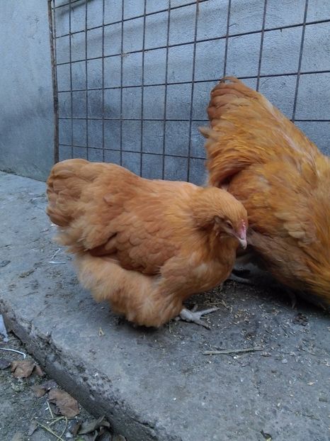  - orpington galben matca pt 2018