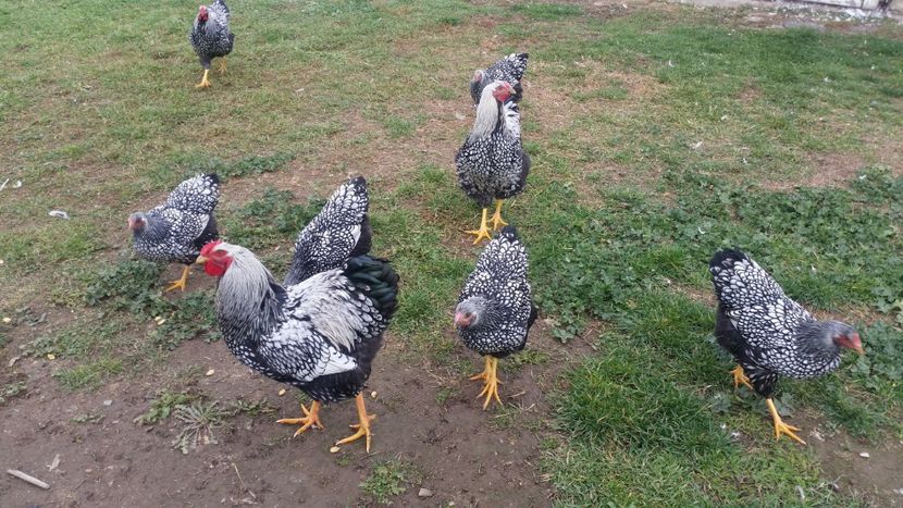  - GĂINI WIANDOTTE ARGINTIU