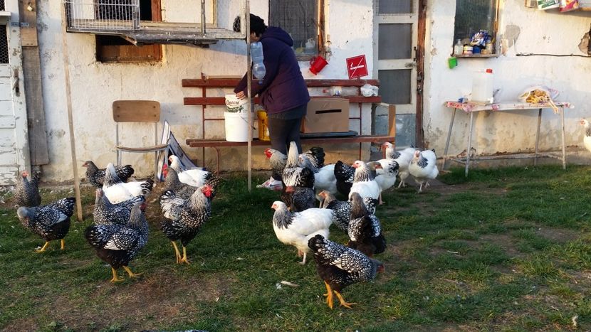  - GĂINI WIANDOTTE ARGINTIU