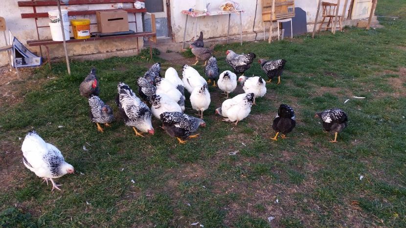  - GĂINI WIANDOTTE ARGINTIU