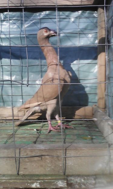  - CARIERI TINERET 2017 DE VANZARE