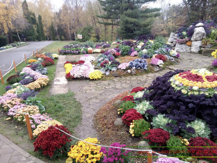  - festivalul crizantemelor -gradina botanica 2017