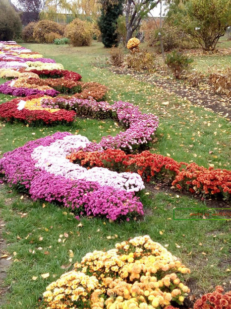  - festivalul crizantemelor -gradina botanica 2017