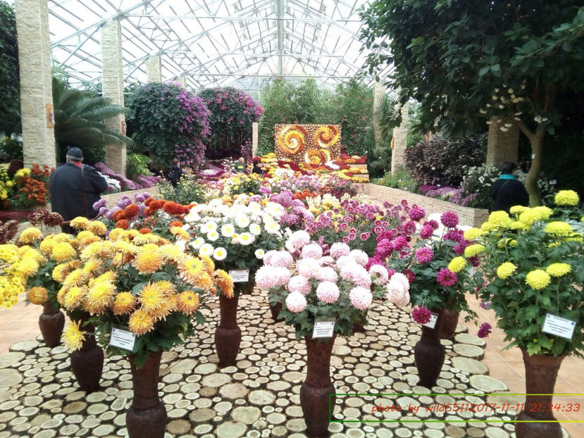  - festivalul crizantemelor -gradina botanica 2017