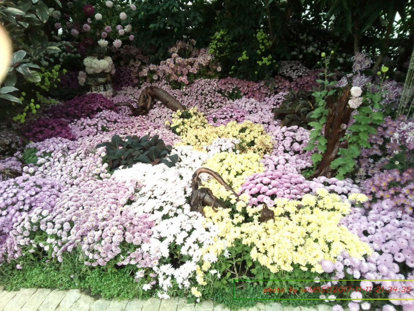  - festivalul crizantemelor -gradina botanica 2017
