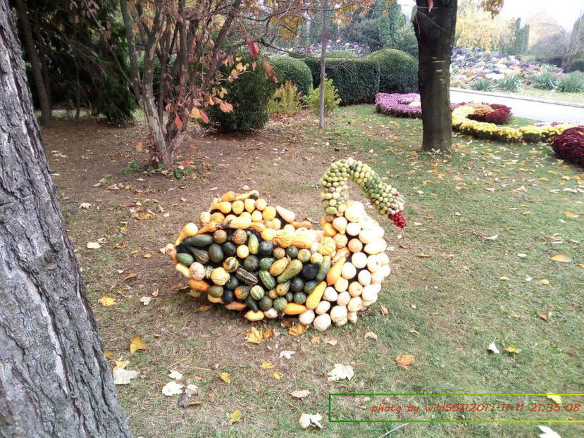  - festivalul crizantemelor -gradina botanica 2017
