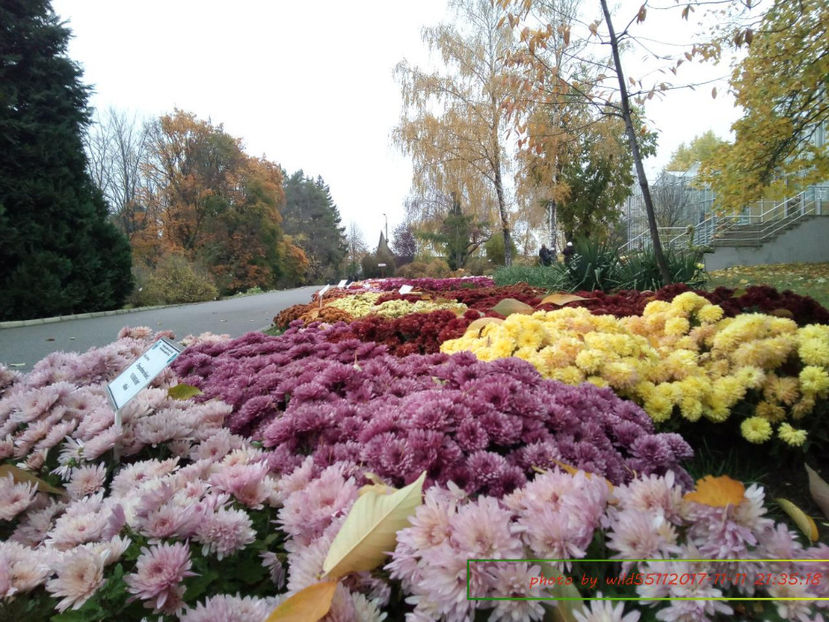  - festivalul crizantemelor -gradina botanica 2017