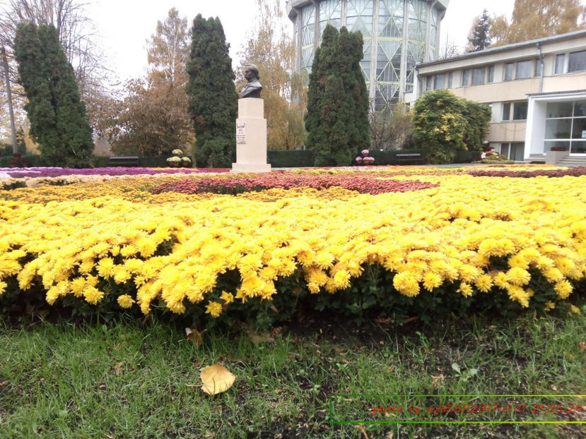  - festivalul crizantemelor -gradina botanica 2017