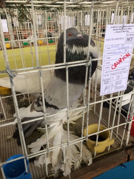  - Expozitie Codlea - Brasov 2017