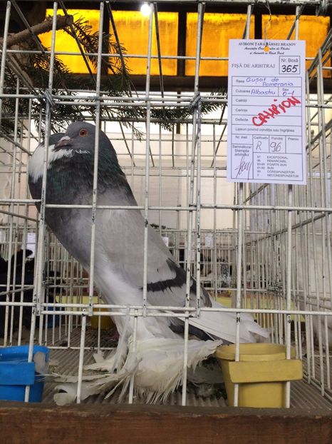  - Expozitie Codlea - Brasov 2017