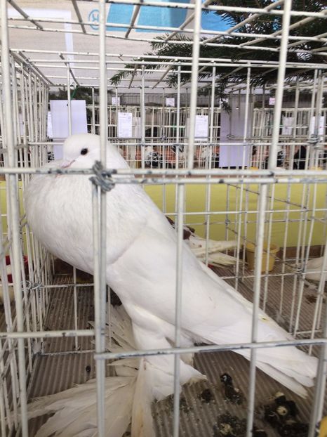  - Expozitie Codlea - Brasov 2017