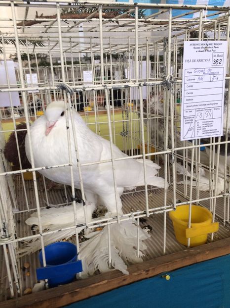  - Expozitie Codlea - Brasov 2017